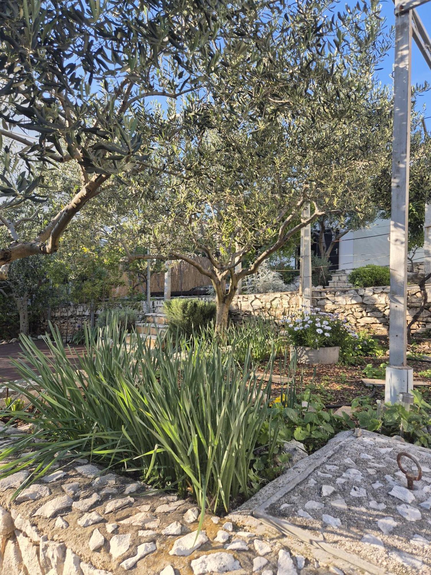 Villa Apartments Oliva Seget Vranjica Exteriér fotografie